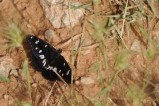 Akdeniz Hanmeli Kelebei (Limenitis reducta)