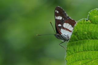 Akdeniz Hanmeli Kelebei (Limenitis reducta)