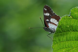 Akdeniz Hanmeli Kelebei (Limenitis reducta)