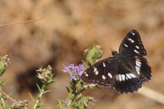 Akdeniz Han�meli Kelebe�i&nbsp;(Limenitis&nbsp;reducta)