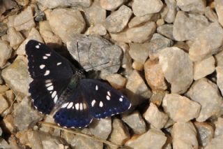 Akdeniz Hanmeli Kelebei (Limenitis reducta)