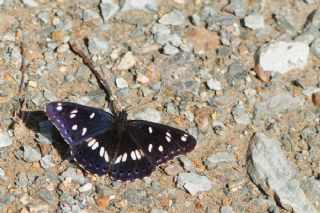 Akdeniz Hanmeli Kelebei (Limenitis reducta)