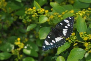 Akdeniz Hanmeli Kelebei (Limenitis reducta)