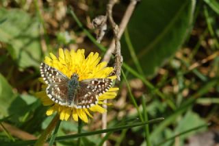 Ebegmeci Zpzp (Pyrgus malvae)