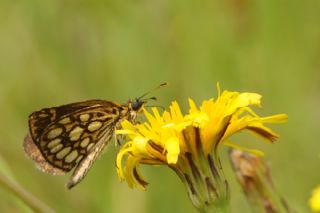 Beyaz Benekli Zpzp (Heteropterus morpheus)