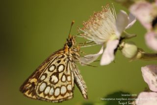 Beyaz Benekli Zpzp (Heteropterus morpheus)