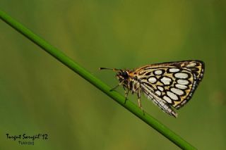 Beyaz Benekli Zpzp (Heteropterus morpheus)