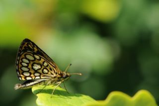 Beyaz Benekli Zpzp (Heteropterus morpheus)