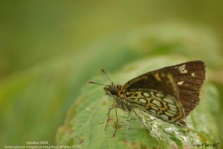 Beyaz Benekli Zpzp (Heteropterus morpheus)