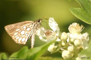 Beyaz Benekli Zpzp (Heteropterus morpheus)