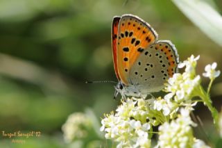 Kk Ate Gzeli (Lycaena thersamon)