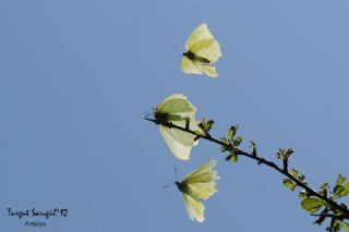 Orakkanat (Gonepteryx rhamni)