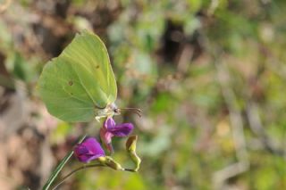 Orakkanat (Gonepteryx rhamni)