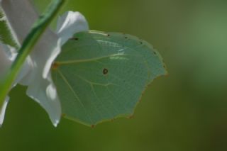 Orakkanat (Gonepteryx rhamni)