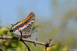 ift Kuyruklu Paa (Charaxes jasius )