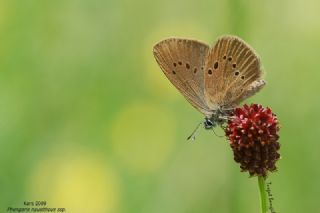 Esmer Korubeni (Phengaris nausithous)