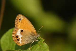 Funda Zpzp Perisi (Coenonympha arcania)