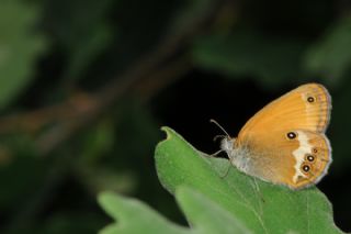 Funda Zpzp Perisi (Coenonympha arcania)