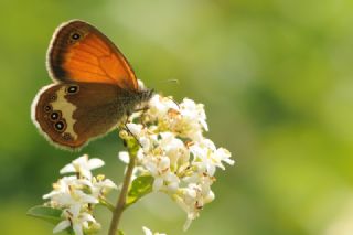 Funda Zpzp Perisi (Coenonympha arcania)