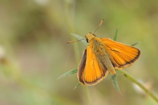 Sar Antenli Zpzp (Thymelicus sylvestris)