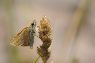 Sar Antenli Zpzp (Thymelicus sylvestris)