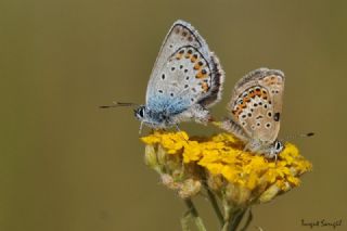 das Mavisi, Esmergz (Plebejus idas)