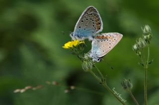 okgzl Amanda (Polyommatus amandus)