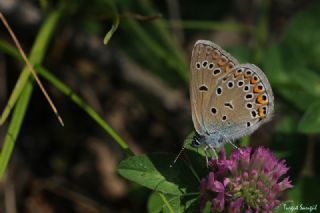 okgzl Amanda (Polyommatus amandus)