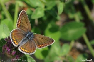 okgzl Amanda (Polyommatus amandus)