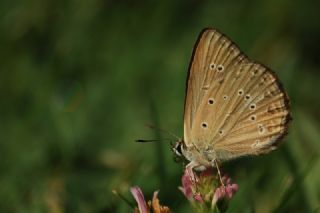 Anormal okgzl (Polyommatus admetus)