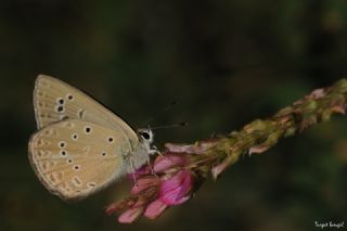 Anormal okgzl (Polyommatus admetus)