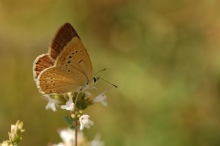 Anormal okgzl (Polyommatus admetus)