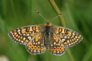 Nazuum (Euphydryas aurinia)