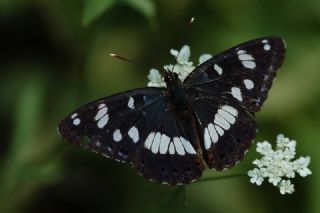 Akdeniz Hanmeli Kelebei (Limenitis reducta)