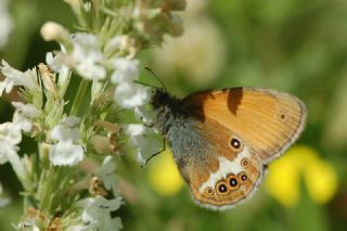 Funda Zpzp Perisi (Coenonympha arcania)