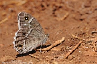 Beyaz Bandl Karamelek (Hipparchia parisatis)
