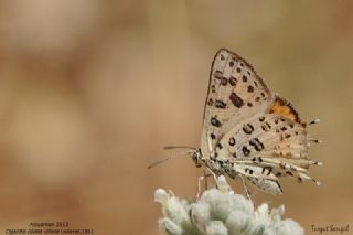 Akdeniz eytanc (Cigaritis cilissa)