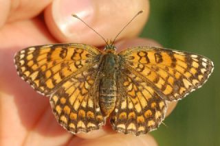 Benekli Byk parhan (Melitaea phoebe)