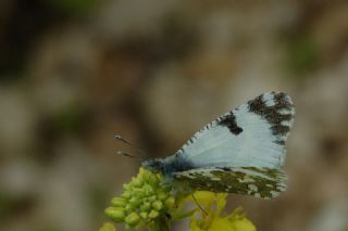 Da Oykls (Euchloe ausonia)