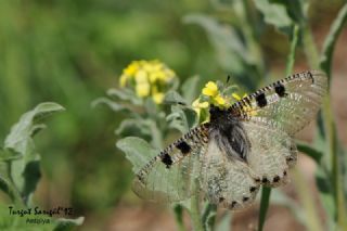 Yalanc Apollo (Archon apollinus)