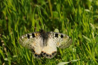 Yalanc Apollo (Archon apollinus)