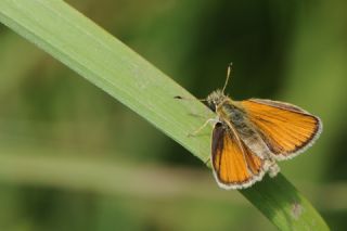 Siyah Antenli Zpzp (Thymelicus lineolus)