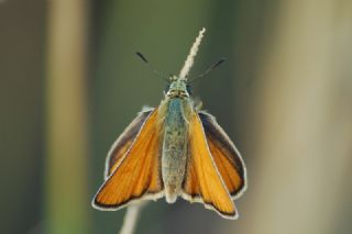 Siyah Antenli Zpzp (Thymelicus lineolus)