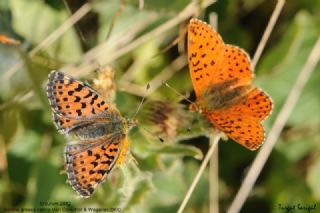 Balkan Meneke Kelebei (Boloria graeca)