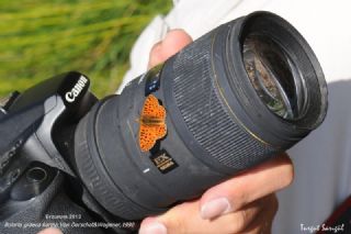 Balkan Meneke Kelebei (Boloria graeca)