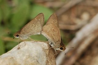Cce Zpzp (Gegenes pumilio)