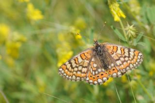 Gzel Nazuum (Euphydryas orientalis)