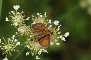 Sar Lekeli Zpzp (Thymelicus acteon)