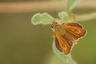 Sar Lekeli Zpzp (Thymelicus acteon)