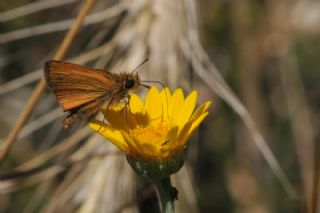 Sar Lekeli Zpzp (Thymelicus acteon)